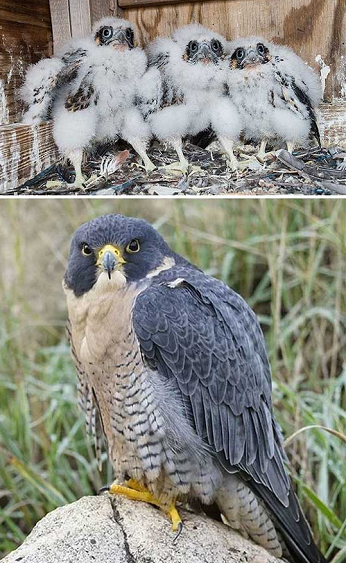 8. Chim cắt lớn hồi nhỏ có nhan sắc không ai dám khen tặng, lớn lên lại khiến nhiều người yêu thích, ngưỡng mộ.