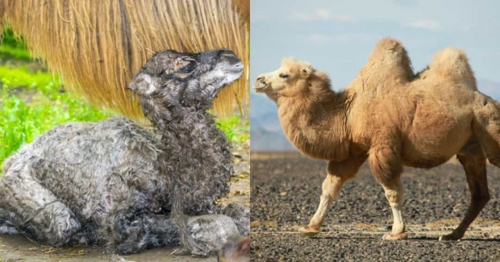 12. Những chú lạc đà hai bướu con chưa phát triển đầy đủ hai bướu cho tới khi chúng trưởng thành. Bộ lông và màu sắc của chúng cũng có sự thay đổi.