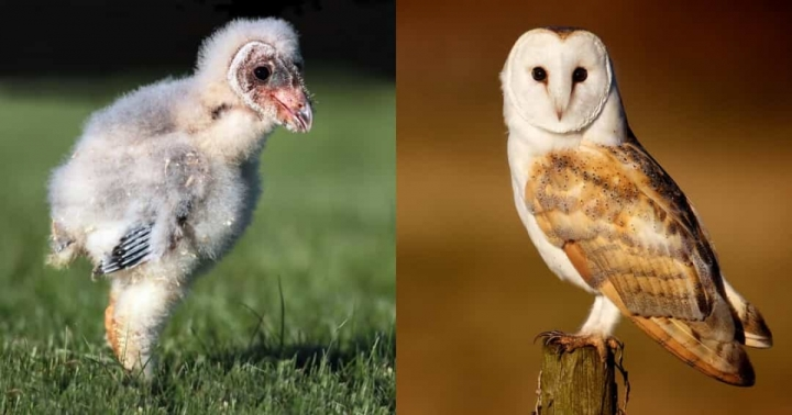 3. Một chú cú mèo lưng xám trông như thế này khi được sinh ra. Thật không thể tin được nó phát triển thành một chú chim xinh đẹp như vậy khi lớn lên.