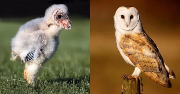3. Một chú cú mèo lưng xám trông như thế này khi được sinh ra. Thật không thể tin được nó phát triển thành một chú chim xinh đẹp như vậy khi lớn lên.