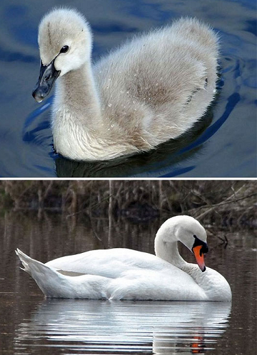 5. Chim thiên nga là loài động vật nổi tiếng với màn lột xác kinh điển. Nhan sắc khi trưởng thành và thời niên thiếu hoàn toàn cách xa nhau.