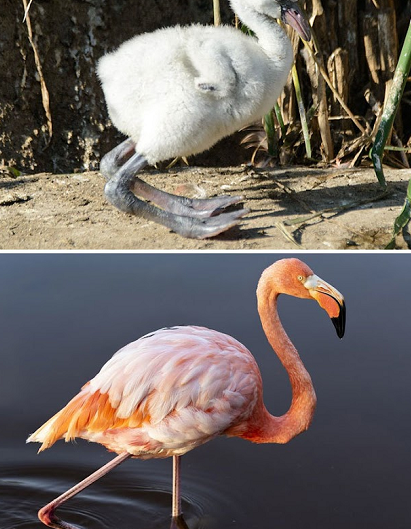 6. Ai mà ngờ loài chim hồng hạc yểu điệu thục nữ lại từng có cặp cánh ngắn ngủn, đôi chân cong queo như thế?