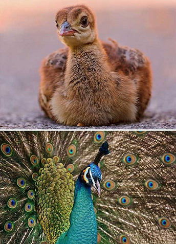 7. Những con chim công nổi tiếng với bộ lông óng ánh bắt mắt có nhan sắc cực thường hồi còn nhỏ.