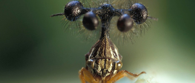 Thứ khiến châu chấu Brazil trở nên giống sinh vật ngoài hành tinh chính là vật thể quái lạ trên đầu chúng.