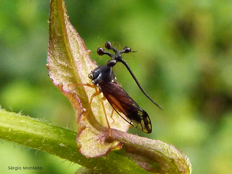 Chúng là loại côn trùng khá phổ biến, chủ yếu sống trong môi trường rừng nhiệt đới.