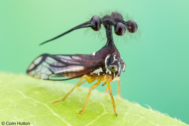 Đó giống như một “chiếc mũ” được tạo thành từ bốn quả cầu vỏ kitin và cũng được bao phủ bởi nhiều sợi lông.