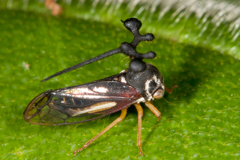 Cho đến nay, các nhà khoa học vẫn không lý giải được “chiếc mũ” quái lạ này thực sự mang lại tác dụng gì cho châu chấu Brazil. Hay chỉ góp phần khiến chúng trở nên đáng sợ.