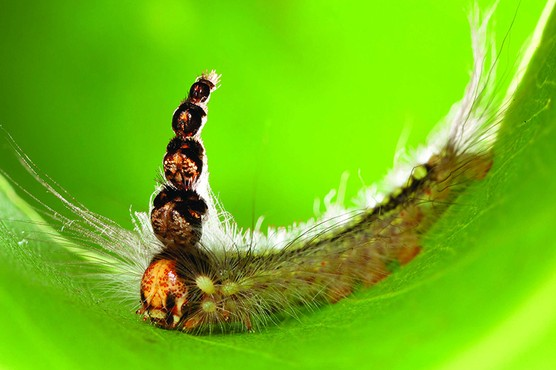 Thức ăn của châu chấu Brazi là lá trên ngọn cây.