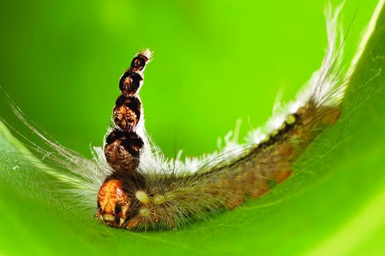 Thức ăn của châu chấu Brazi là lá trên ngọn cây.