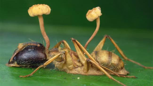 Một giả thuyết khác cho rằng giống loài này đã tiến hóa để giống với hình dáng của một loại nấm ký sinh có tên là Ophiocordyceps simpleis.