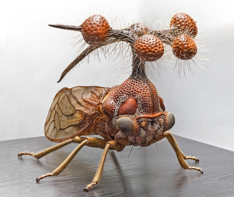 Với kích thước chỉ như một hạt đậu, châu chấu Brazil (hay còn được gọi là Brazilian Treehopper) là một trong những sinh vật có ngoại hình kỳ quái nhất trên hành tinh.