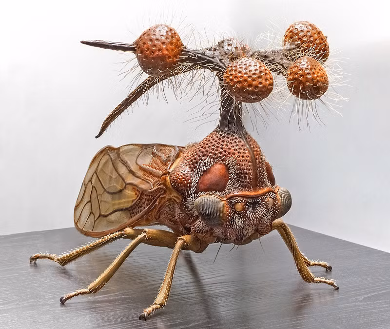 Với kích thước chỉ như một hạt đậu, châu chấu Brazil (hay còn được gọi là Brazilian Treehopper) là một trong những sinh vật có ngoại hình kỳ quái nhất trên hành tinh.