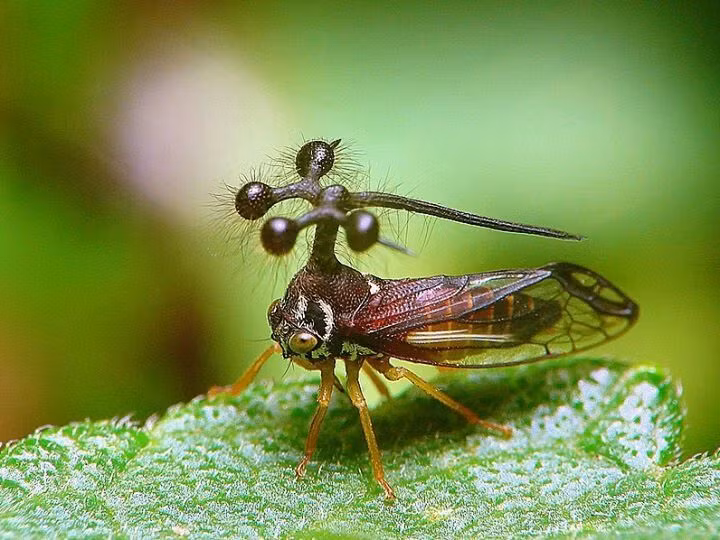 Thế giới côn trùng vô cùng đa dạng và phong phú khi người ta còn khám phá ra được một loại châu chấu Brazil có hình dáng rất kỳ lạ, khá đặc biệt hơn so với loại khác trên thế giới.