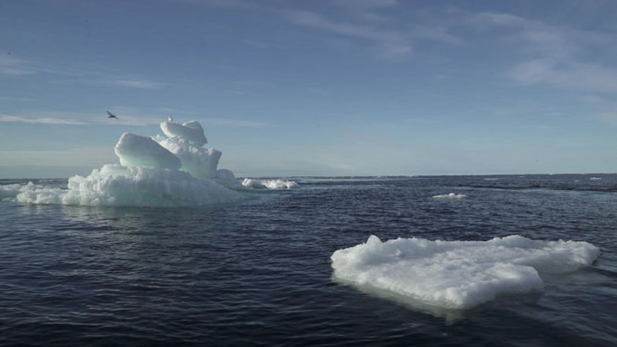 11 nhà khoa học trong các lĩnh vực sinh vật học, di truyền học, nghiên cứu sông băng, khoa học máy tính... đã chọn bạch tuộc Turquet vì chúng là sinh vật đã sống quanh Nam Cực suốt 4 triệu năm qua.