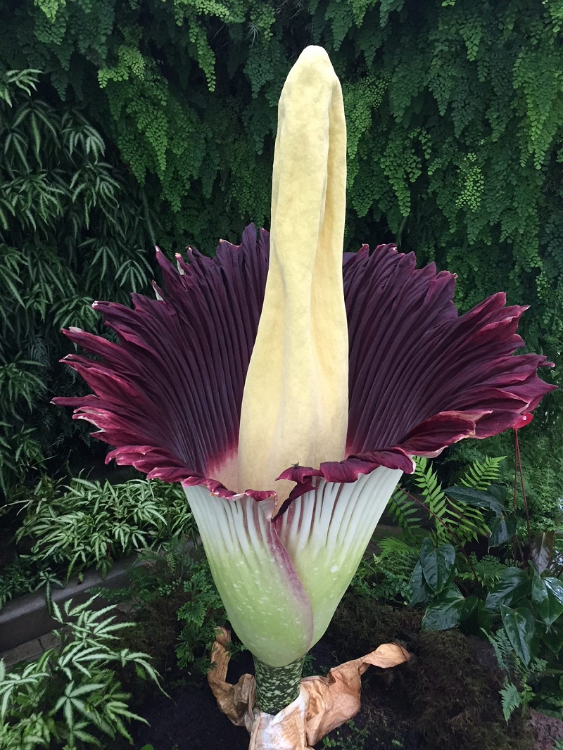 Tuy nhiên, Amorphophallus titanum không phải là một bông hoa đơn lẻ, mà là hàng trăm nụ nhỏ trên một thân cây hay còn gọi là cụm hoa lớn nhất thế giới.