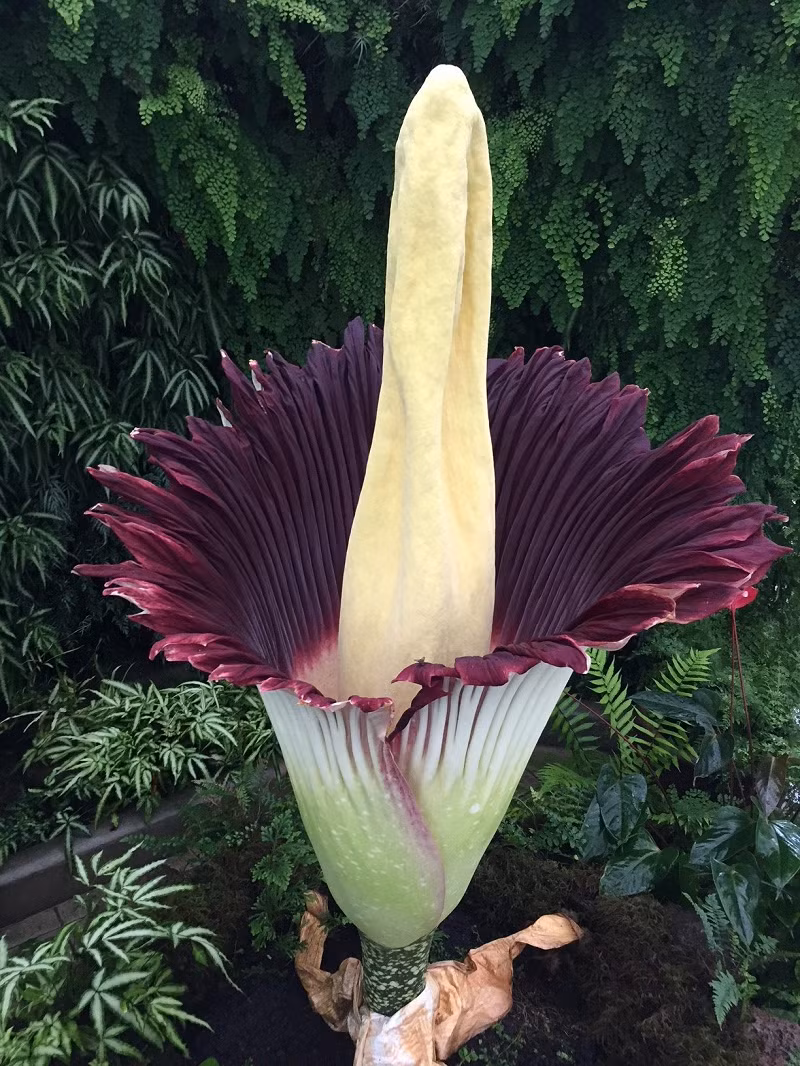 Tuy nhiên, Amorphophallus titanum không phải là một bông hoa đơn lẻ, mà là hàng trăm nụ nhỏ trên một thân cây hay còn gọi là cụm hoa lớn nhất thế giới.