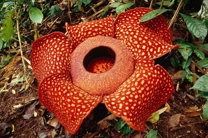 6. Rafflesia arnoldi hay còn gọi là hoa đại vương, là bông hoa lớn nhất, nặng nhất, hiếm nhất và có mùi "khó ngửi" nhất trên thế giới.