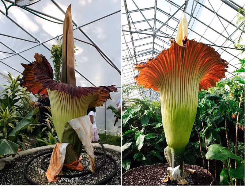 7. Việc phong tặng danh hiệu cho "bông hoa lớn nhất" không phải lúc nào cũng đơn giản như đo độ hoa nở. Thật vậy, Amorphophallus titanum có một cụm hoa có thể phát triển chiều cao 3,05m - 4m và có thể nặng tới 77kg.