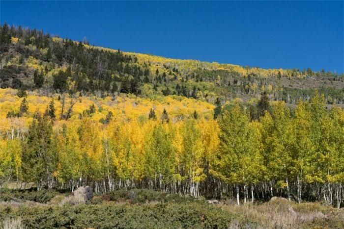 5. Hình ảnh trông giống như một khu rừng này thực ra chỉ là một sinh vật đơn lẻ, được kết nối với nhau bởi một mạng lưới rộng lớn rễ cây dưới lòng đất, phát triển thành 40.000 "cây đơn". Pando trải rộng trên hơn 43 héc-ta và được cho là đã 80.000 năm tuổi. Đây chính là một trong những sinh vật sống lâu đời nhất Trái Đất.