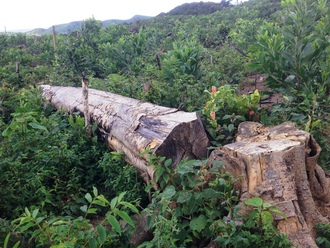 Riêng về các địa phương khác như Đà Lạt, Lạc Dương, Lâm Hà, Đức Trọng và Đam Rông, cây du sam chiếm tỷ lệ rất nhỏ, nằm phân tán và bị chia cắt nên các quần thể khó liên hệ với nhau. Việc phân bố không đều cũng khiến quần thể du sam ngày càng bị suy thoái về di truyền.