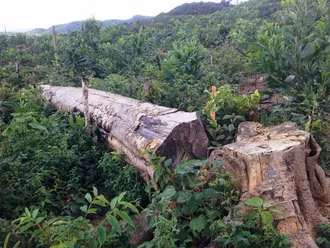 Riêng về các địa phương khác như Đà Lạt, Lạc Dương, Lâm Hà, Đức Trọng và Đam Rông, cây du sam chiếm tỷ lệ rất nhỏ, nằm phân tán và bị chia cắt nên các quần thể khó liên hệ với nhau. Việc phân bố không đều cũng khiến quần thể du sam ngày càng bị suy thoái về di truyền.