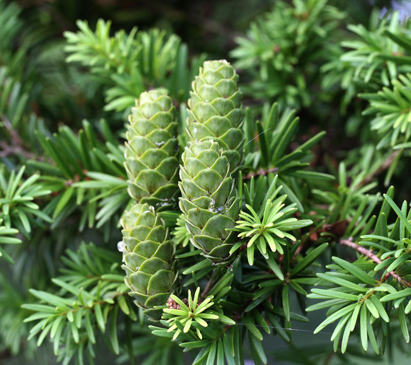 Hầu hết cây du sam đều có tuổi thọ từ 50 tới cả 100 năm với đường kính trung bình 50 - 70 cm. Nhiều cây du sam có đường kính “khủng” 1,8 tới 2,1 m, tương đương với 4-6 người lớn ôm mới hết chu vi thân cây.