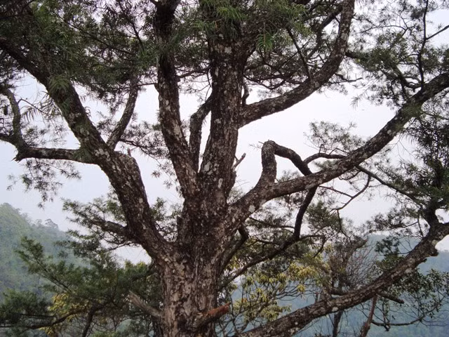 Điều đáng tiếc là trên địa bàn tỉnh hiện chưa có biện pháp bảo vệ riêng cho gỗ du sam, chỉ thực hiện biện pháp giao khoán quản lý, bảo vệ chung với các loài cây rừng quý hiếm khác từ nguồn vốn ngân sách hoặc từ nguồn chi trả dịch vụ môi trường rừng.