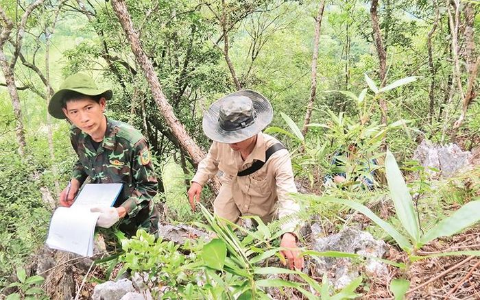 Loài cây Du sam đá vôi đang đứng trước nguy cơ tuyệt chủng rất cao dù đã được đưa vào trồng thử nghiệm. Việc bảo tồn chưa thành công đang đặt ra yêu cầu cấp bách về nghiên cứu khoa học để giữ nguồn gen cây quý hiếm này.