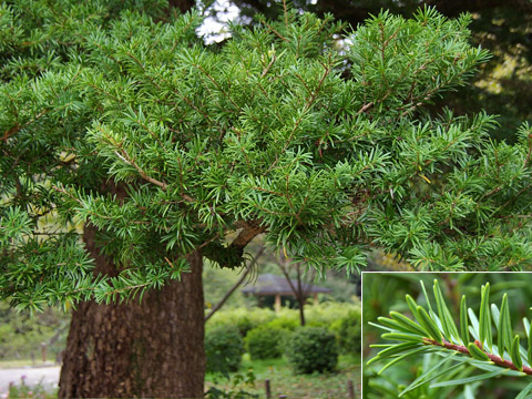 Theo Ban quản lý Khu bảo tồn thiên nhiên Kim Hỷ, quá trình bảo vệ, kiểm tra cũng có những lần phát hiện cây con mọc tự nhiên. Tuy nhiên, khi cứ phát triển đến một chừng mực nào đó thì hầu hết lại bị chết mà không rõ nguyên nhân. Ban quản lý Khu bảo tồn đang thật sự lúng túng vì không có một biện pháp bảo tồn nào khả dĩ hơn.