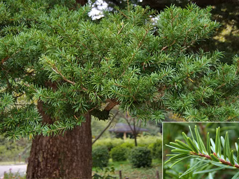 Theo Ban quản lý Khu bảo tồn thiên nhiên Kim Hỷ, quá trình bảo vệ, kiểm tra cũng có những lần phát hiện cây con mọc tự nhiên. Tuy nhiên, khi cứ phát triển đến một chừng mực nào đó thì hầu hết lại bị chết mà không rõ nguyên nhân. Ban quản lý Khu bảo tồn đang thật sự lúng túng vì không có một biện pháp bảo tồn nào khả dĩ hơn.