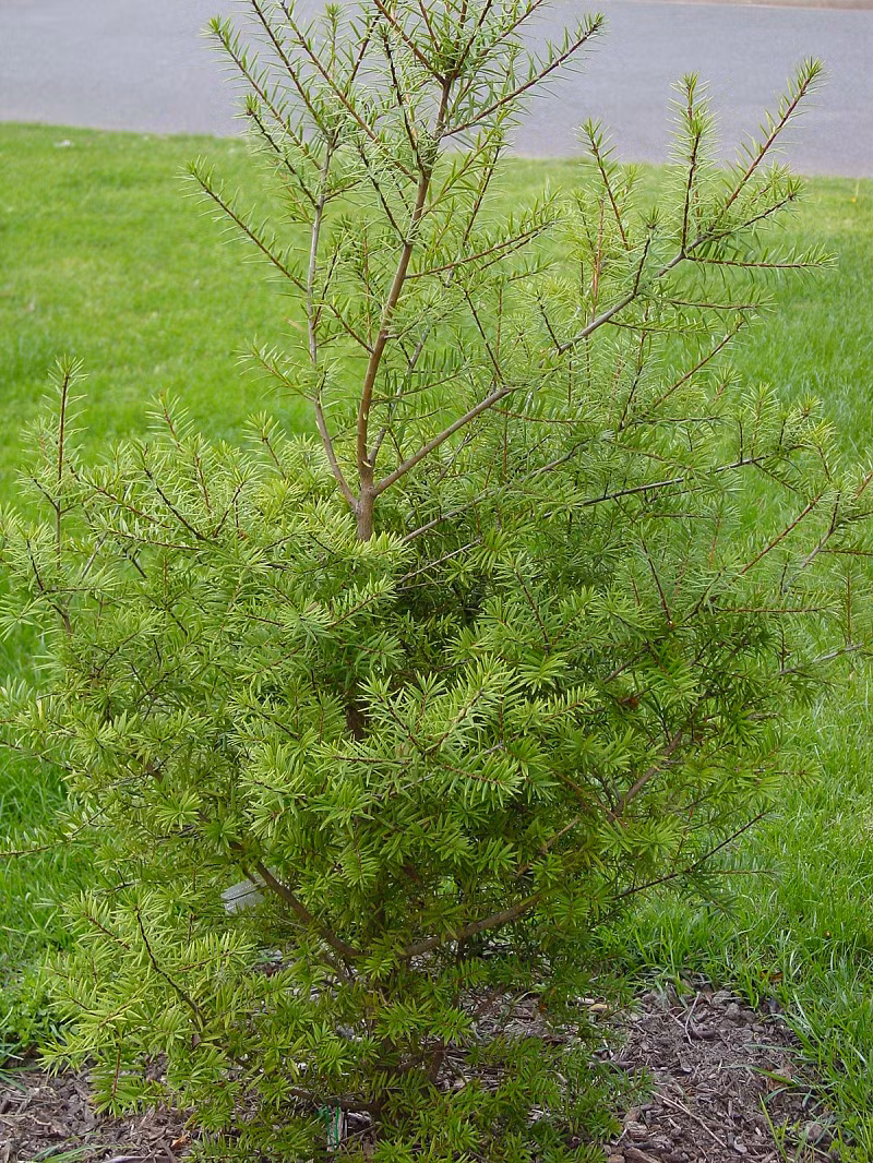 Trước nguy cơ tuyệt chủng loài cây quý hiếm này, vài năm trước, các nhà khoa học và Khu bảo tồn thiên nhiên Kim Hỷ đã triển khai giải pháp nhặt hạt, ươm để trồng trên khu vực sinh cảnh loài ưa sống.