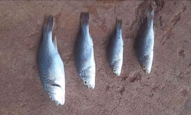 Mới đây, người dân ở Lajamanu, rìa phía bắc của sa mạc Tanami ở Northern Territory, Australia đã cho biết hiện tượng “ mưa cá” xảy ra trong một trận bão lớn.