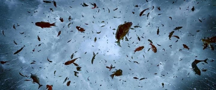 Khi đó, những vật nhẹ, đặc biệt là cá, thủy hải sản thường được đưa lên không trung.