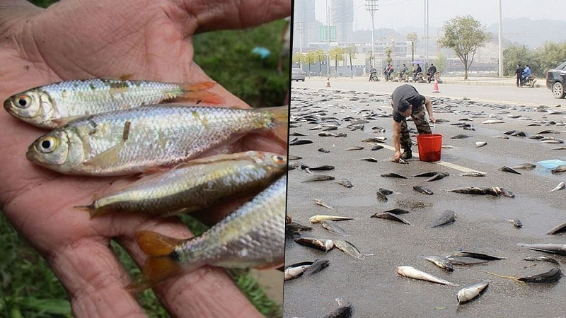 Không giống như những cơn mưa thông thường, một số cơn mưa đã đem nguồn thủy hải sản vào với đất liền, tạo thành những cơn mưa cá như trút xuống. Người dân chỉ việc đem xô, chậu ra lấy mang về.