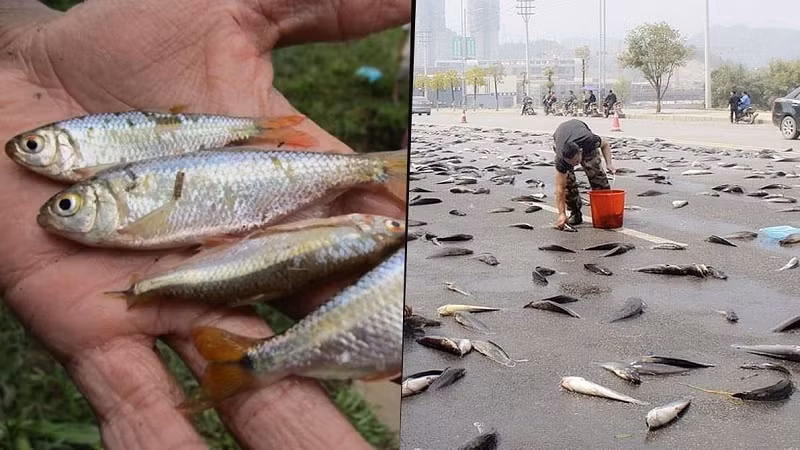 Không giống như những cơn mưa thông thường, một số cơn mưa đã đem nguồn thủy hải sản vào với đất liền, tạo thành những cơn mưa cá như trút xuống. Người dân chỉ việc đem xô, chậu ra lấy mang về.