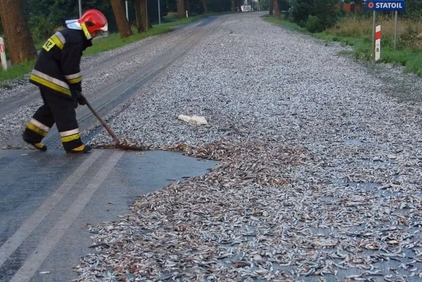 Trong vài trường hợp, chúng bị đưa đi rất xa, rồi rơi xuống ở một nơi nào đó trước sự kinh ngạc của người dân địa phương - hình thành nên những trận mưa cá.