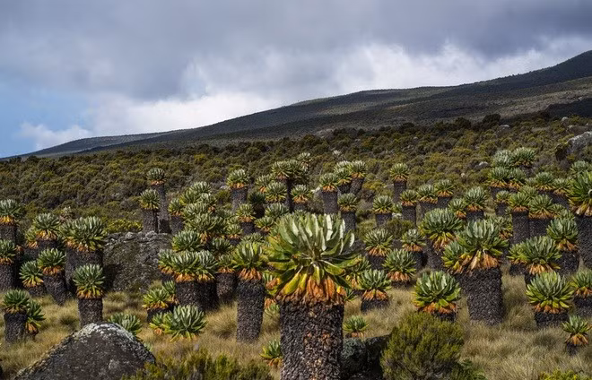 Khu rừng Dendrosenecio đáng kinh ngạc gần đỉnh núi Kilimanjaro thuộc về những khu rừng khác thường nhất trên thế giới.