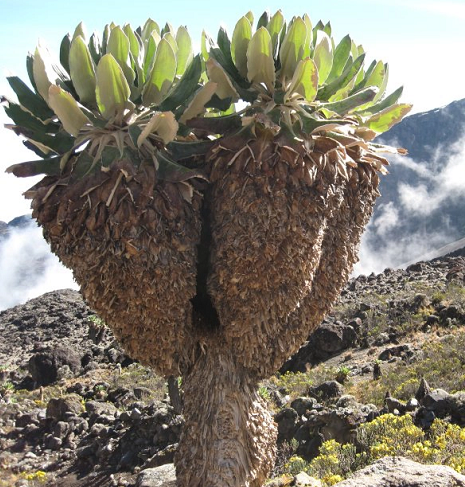 Có thể chúng ban đầu là một loài cây hình thành dưới mặt đất, nhưng theo thời gian, hạt giống của chúng đã dần được đưa lên các ngọn núi cao và cuối cùng biến thành một loài mới.