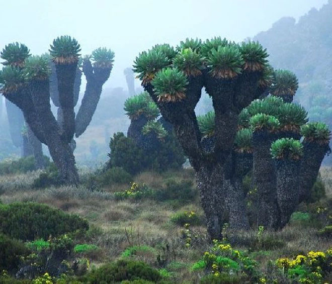 Để tồn tại trên địa hình núi cao như vậy với nhiệt độ siêu lạnh giá vào ban đêm, các cây đã tiến hóa tích trữ nước trong phần thân, còn lá cụp lại khi nhiệt độ giảm xuống.