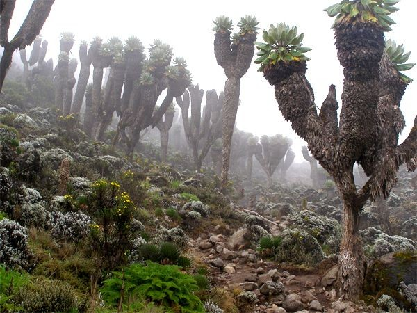 Bên cạnh khả năng "chống đóng băng" tự nhiên, những cây này còn sở hữu khả năng tự cách nhiệt thông qua những tán lá khô héo và chết (đó là một phần lý do tại sao chúng trông rất khác thường).