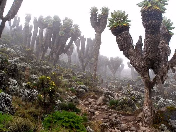 Bên cạnh khả năng "chống đóng băng" tự nhiên, những cây này còn sở hữu khả năng tự cách nhiệt thông qua những tán lá khô héo và chết (đó là một phần lý do tại sao chúng trông rất khác thường).