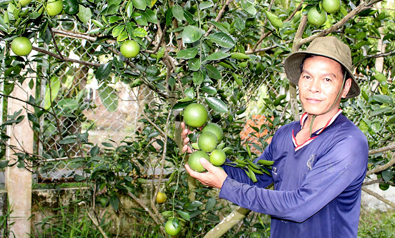 9 loai trai cay khong hat tung 'lam mua lam gio' cho thu loi 'khung'-Hinh-8