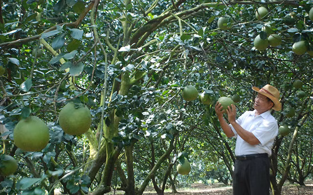 9 loai trai cay khong hat tung 'lam mua lam gio' cho thu loi 'khung'-Hinh-10