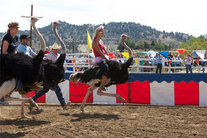 8. Đua đà điểu: Trong một khoảng thời gian nhất định, những con chim ưa thích tự do sẽ hất tung người "cao bồi" xuống đất sau khi bắt đầu chạy được vài mét và cố gắng về đích với vận tốc lên đến 60km/h.