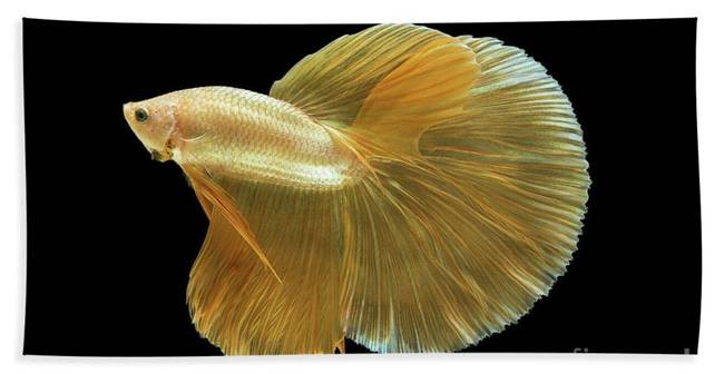 Hiện, có nhiều cá betta với màu xanh, đỏ, xanh dương, vàng, cam, hồng, kem và trắng.