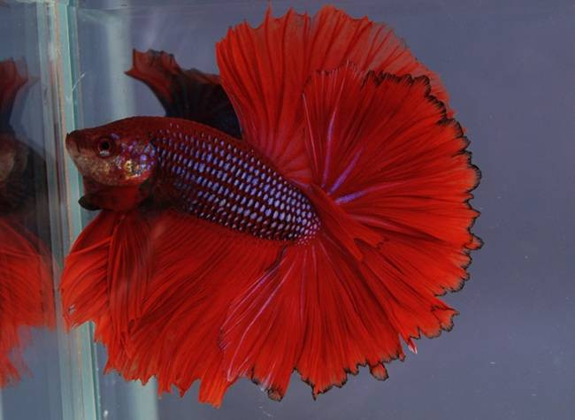 Nhìn bên ngoài có thể thấy con cá betta tuy nhỏ nhưng có màu sắc rực rỡ vầ ấn tượng rất phù hợp để nuôi làm cảnh.