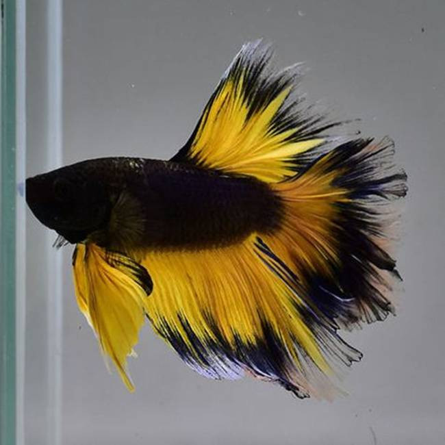 Loại cá này từng được đặt biệt danh là "trang sức của Phương Đông" nhờ màu sắc tuyệt đẹp sau quá trình lai tạo.