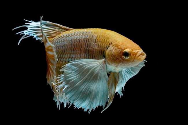 Chúng được đánh giá là loại cá cảnh dễ nuôi.