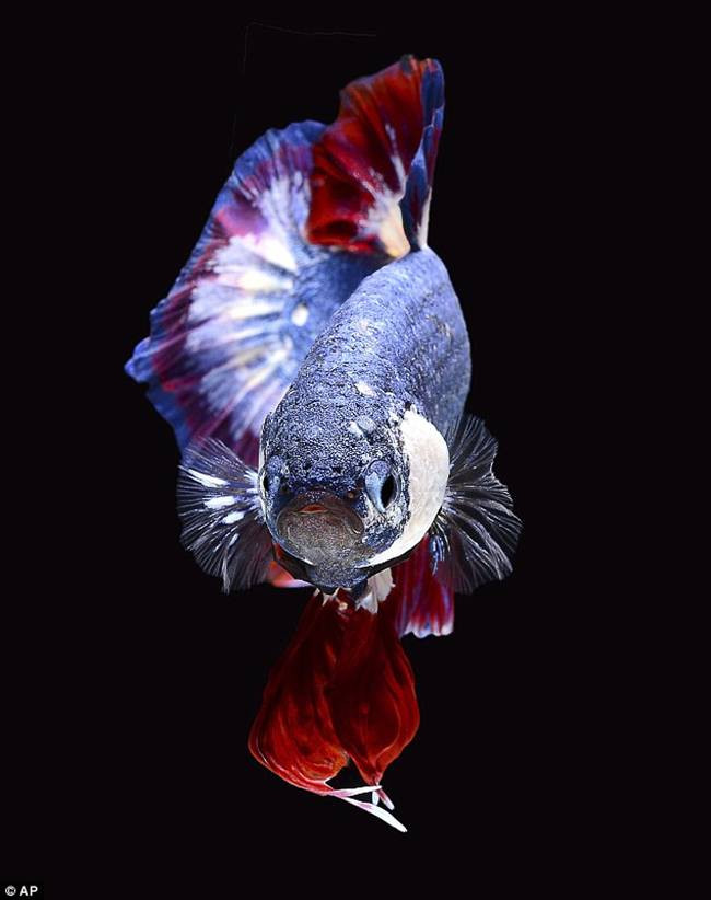 Theo anh Kachen, ban đầu dự kiến con cá được bán với giá 10.000 bath (~7 triệu đồng) nhưng không ngờ giá gấp hơn 5 lần dự kiến.