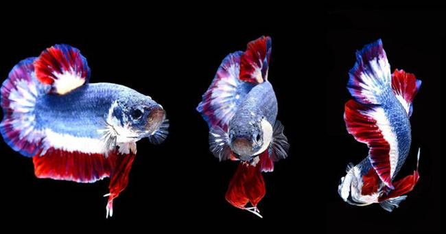 Người bán là Kachen Worachai, 40 tuổi đăng lên một nhóm đấu giá trên Facebook.